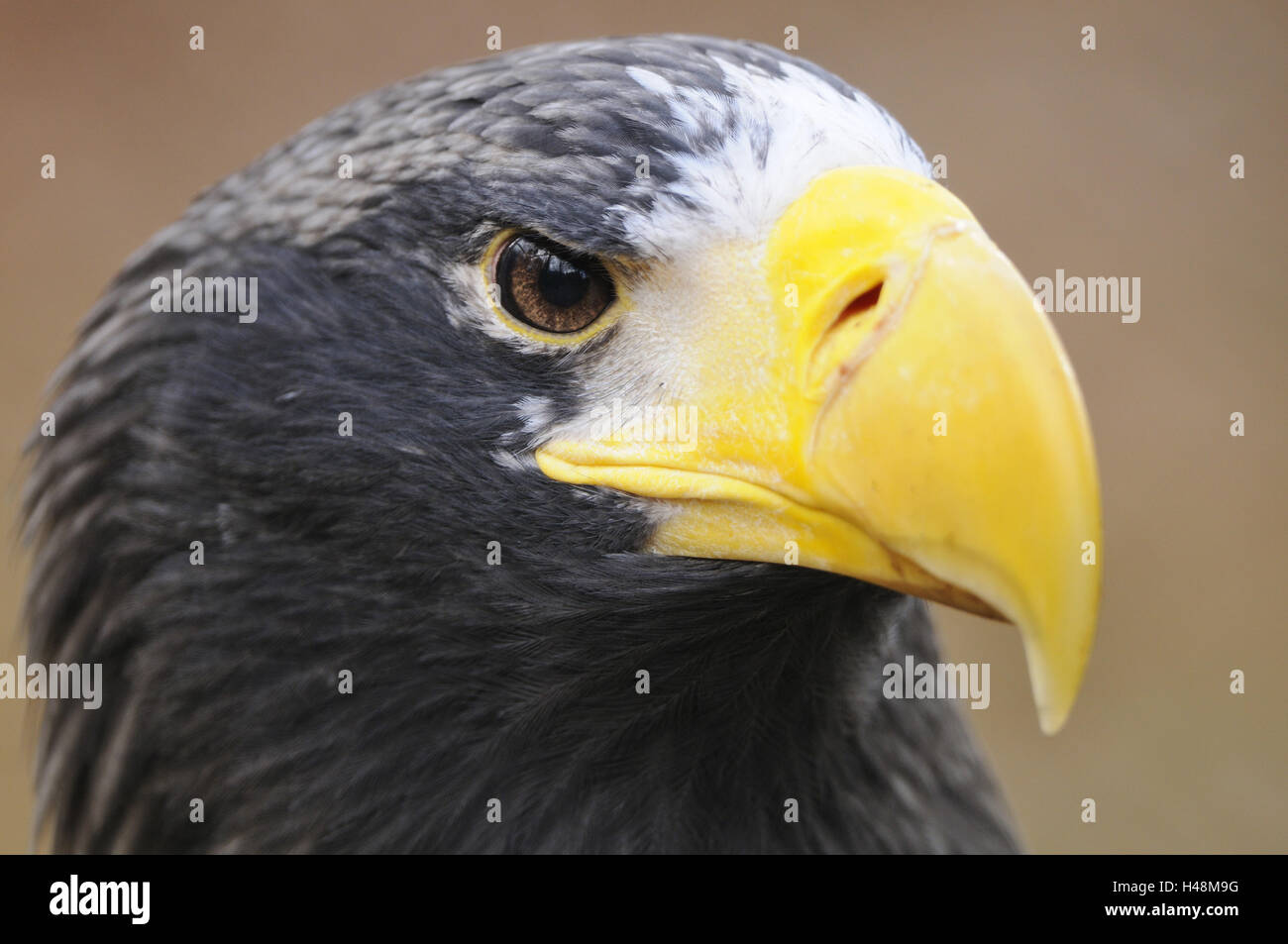 Steller der Seeadler, Porträt, Stockfoto