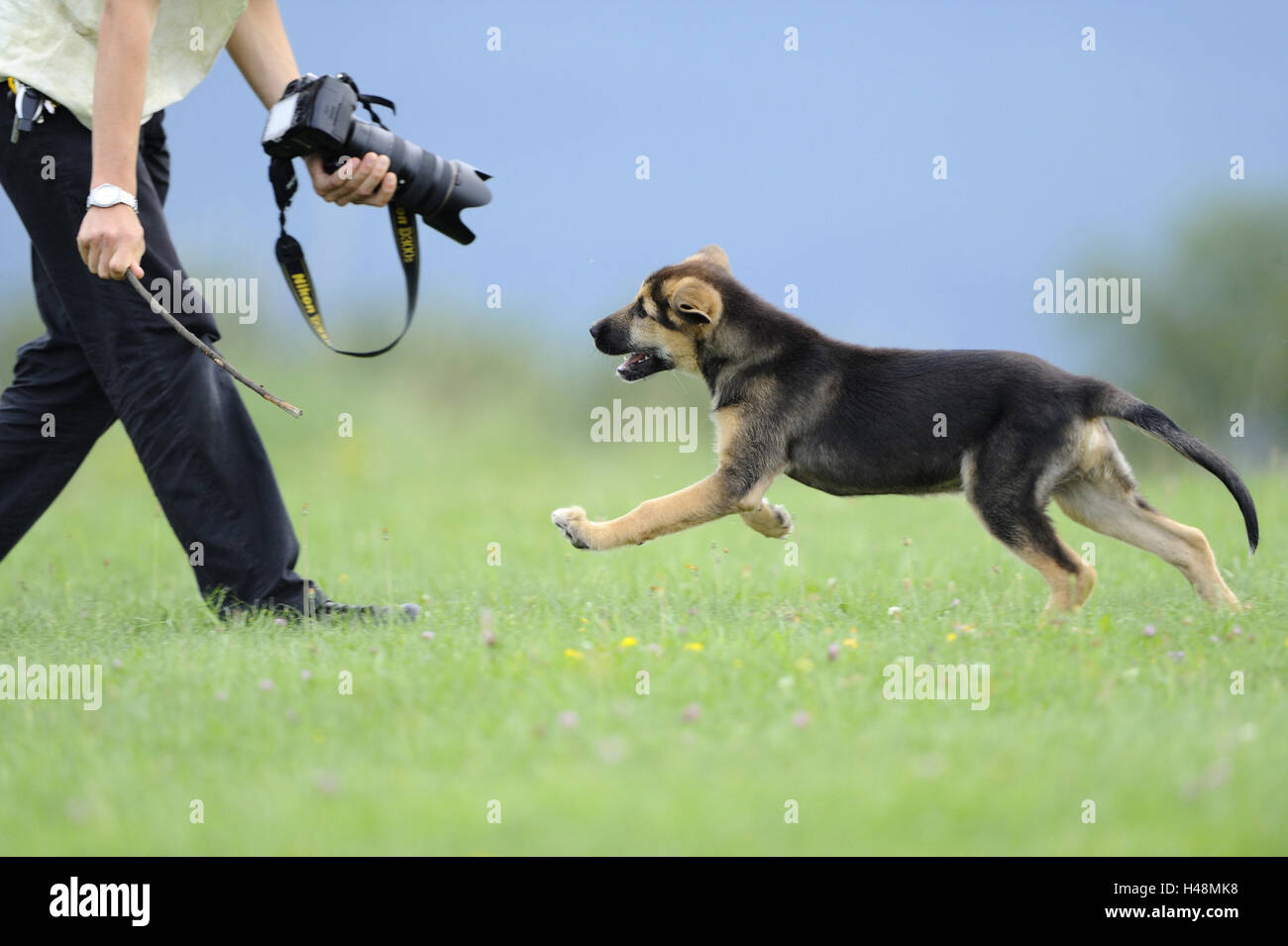 Hund Welpe, Füße, Fotograf, Wiese, laufen an der Seite, Stockfoto