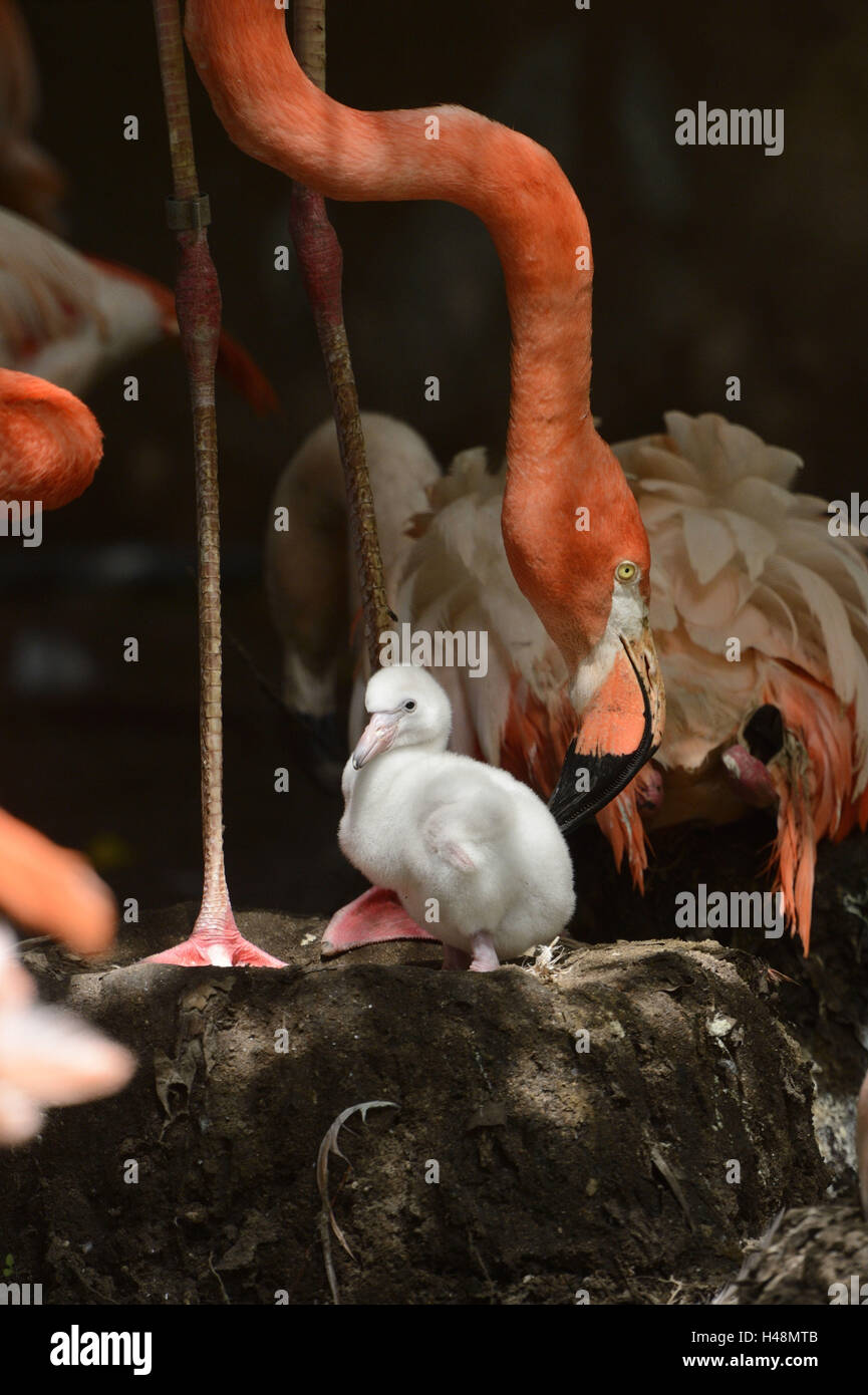 Amerikanische Flamingo Phoenicopterus Ruber, Küken, Nest, sitzen, Seitenansicht, Stockfoto
