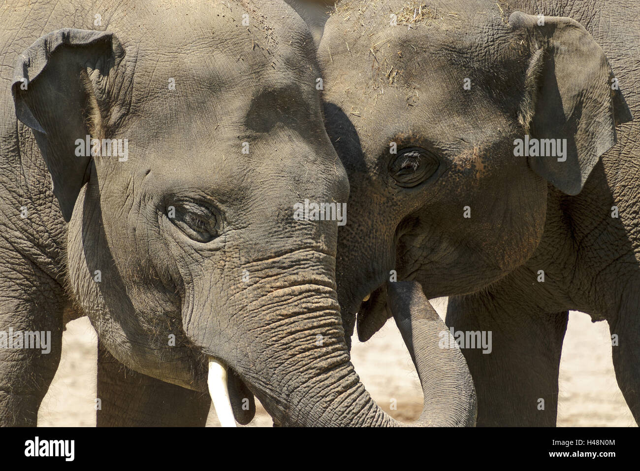 Baby-Elefanten, spielen, Stockfoto