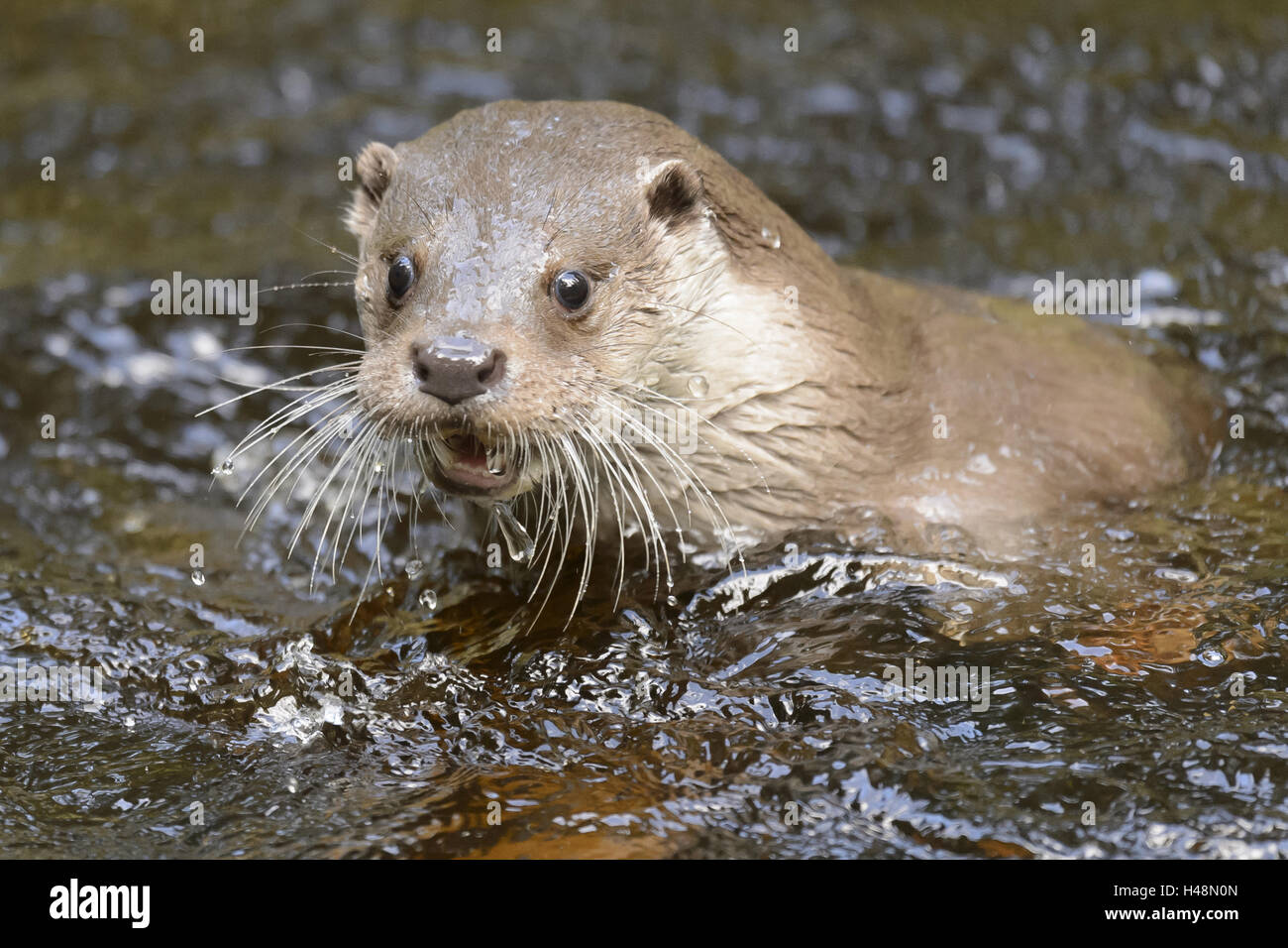 Fischotter im Wasser, Stockfoto