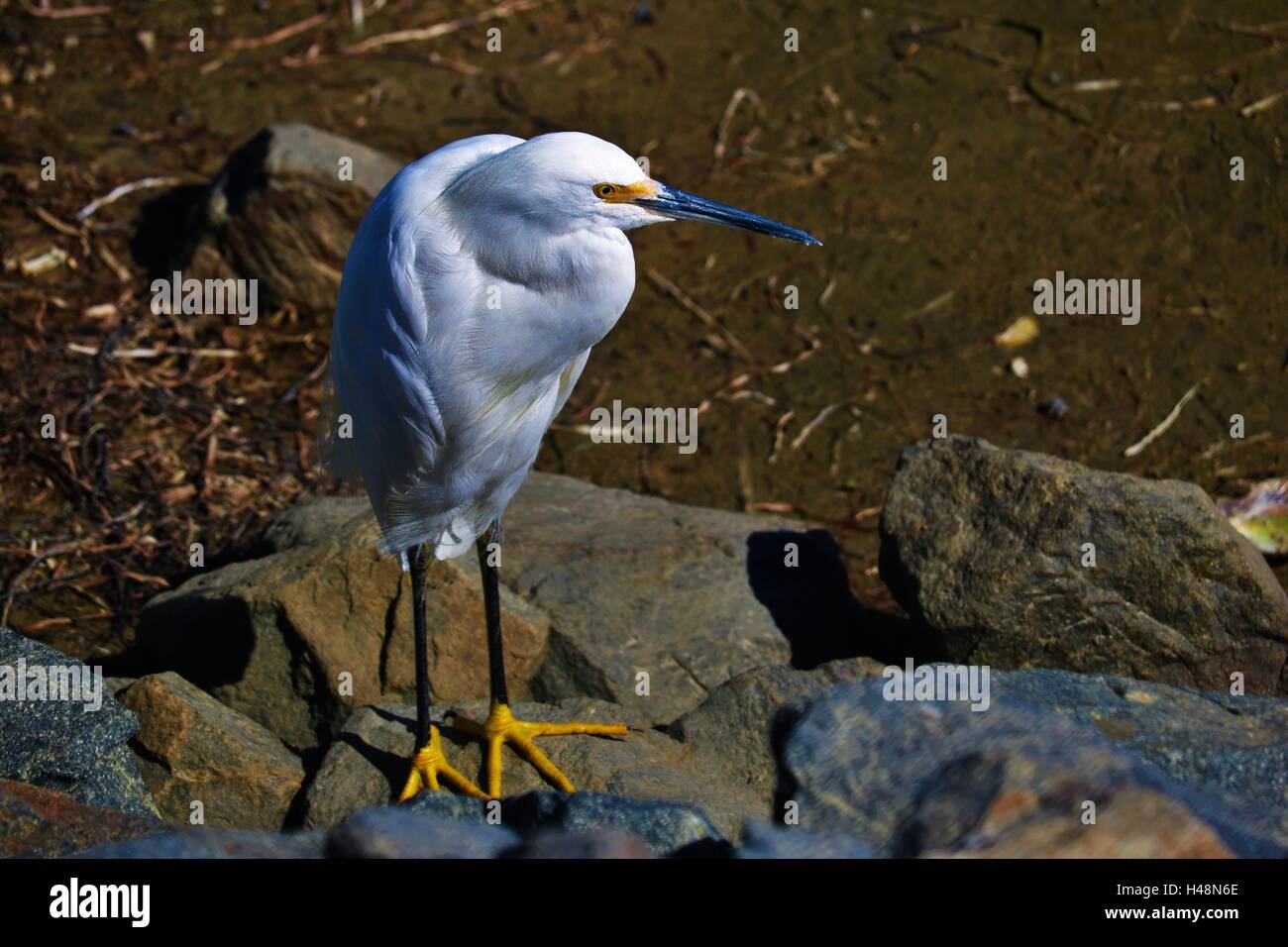 Vogel-Bild entlang Felsen mit Schlamm im Hintergrund Stockfoto