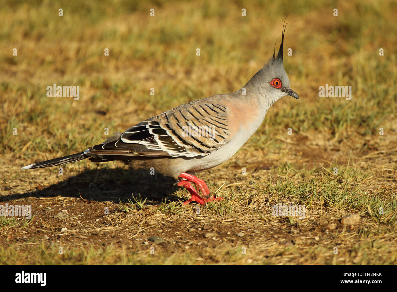 Ein Crested Taube stechen durch. Stockfoto