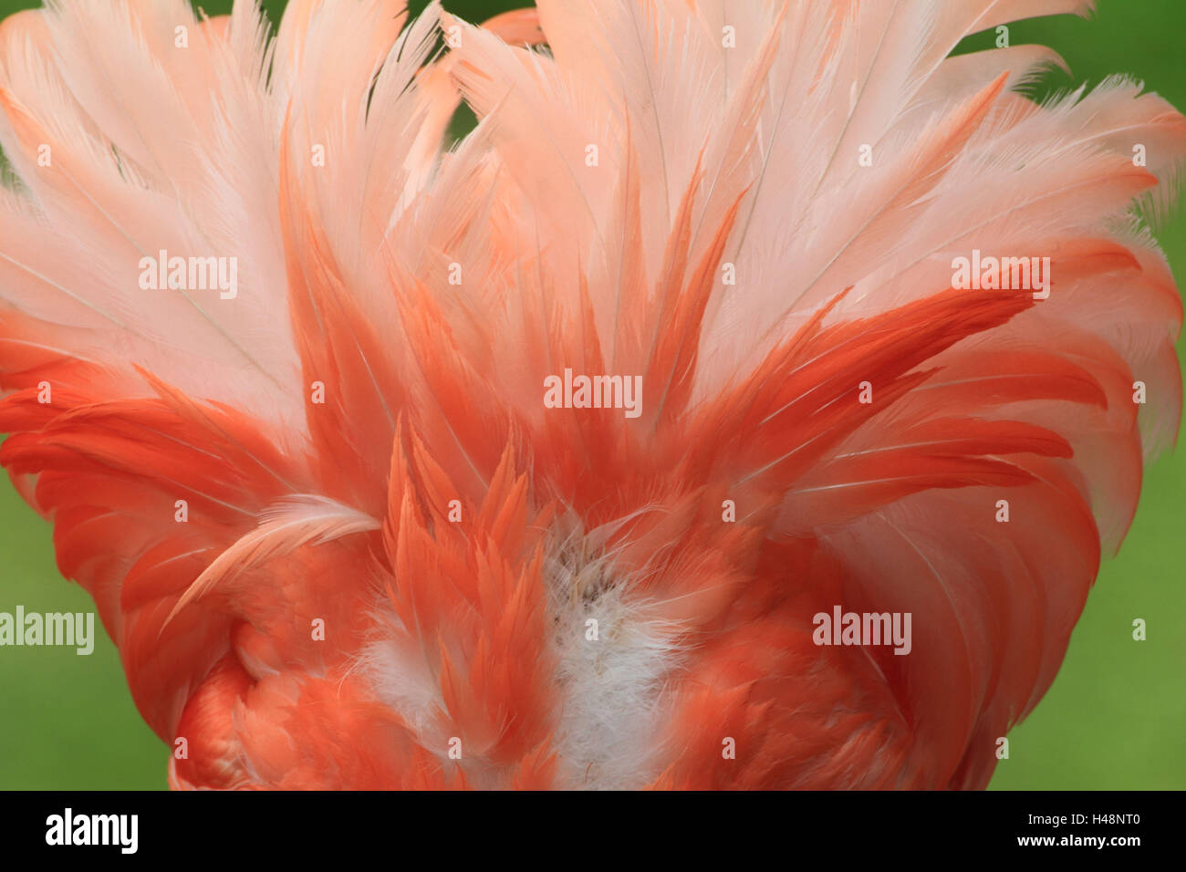 Red Flamingo, Gefieder, Detail, Stockfoto