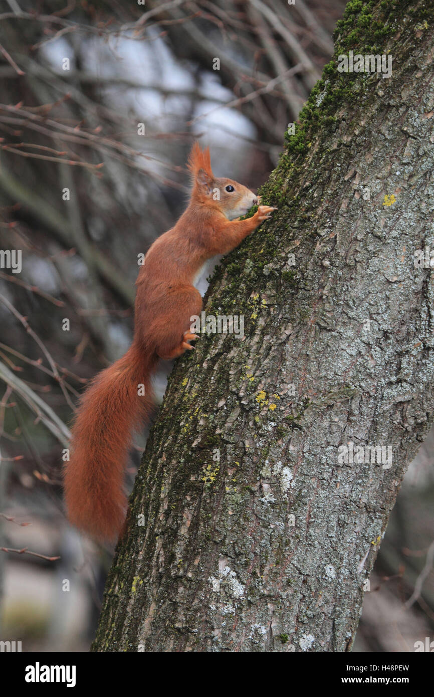 Eichhörnchen, Baum, hängen, Stockfoto