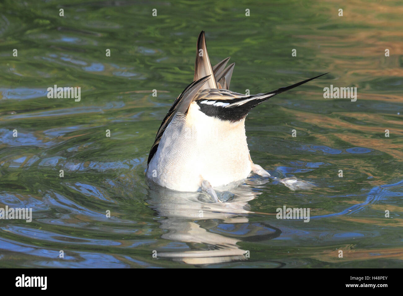 Spucken Sie, Ente, Männlich, Futter suchen, Stockfoto