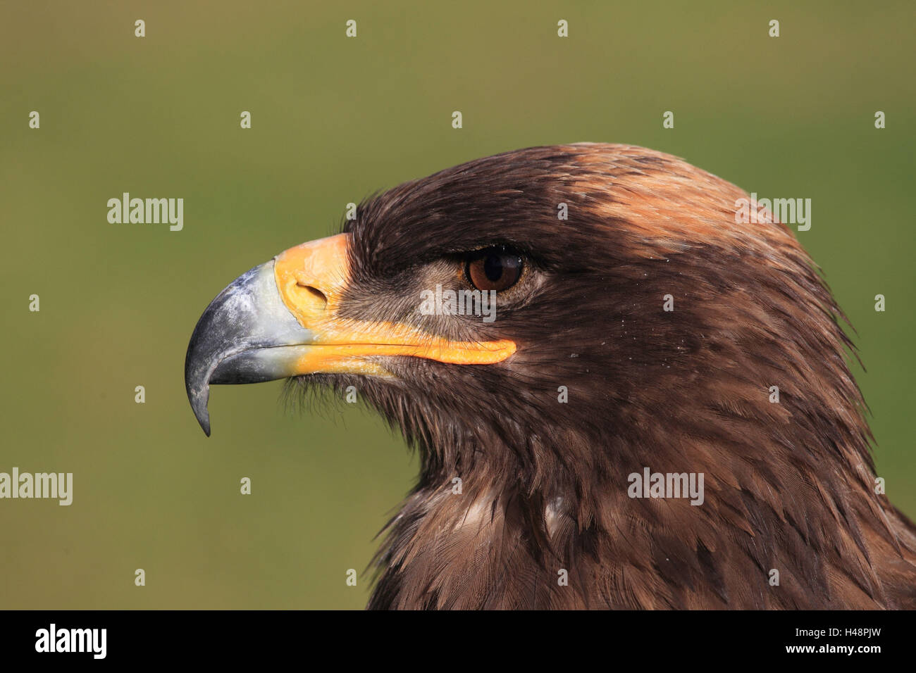 Stein-Adler, Stockfoto