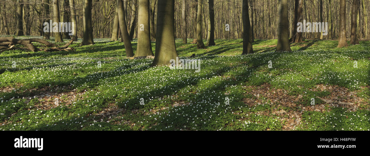 Buchenwald mit Buschwindröschen im Frühjahr, Deutschland, Nordrhein-Westfalen, Köln, Nüssenberger Busch, Stockfoto