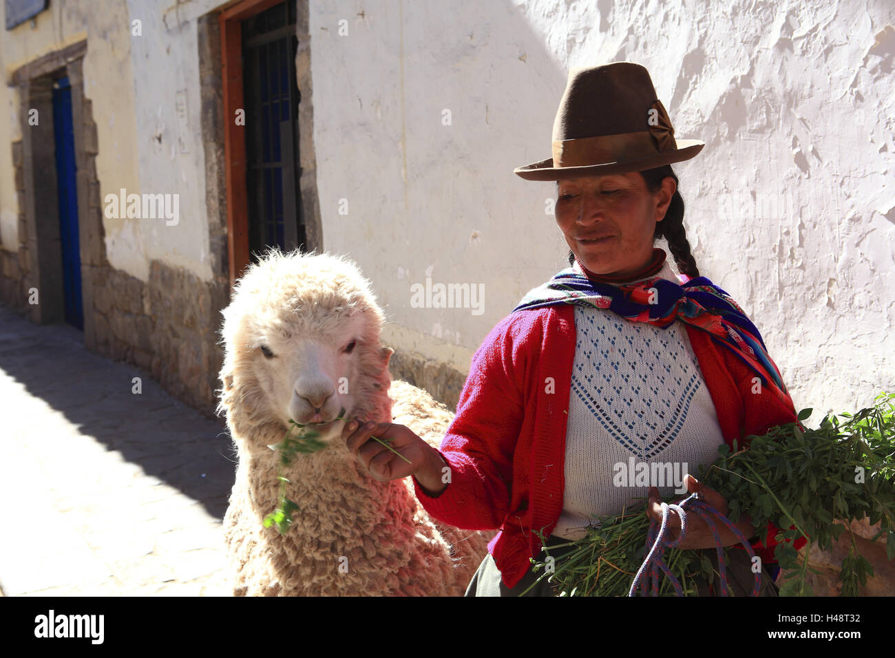 Cusco, Peru, Frau Lama füttern, Stockfoto