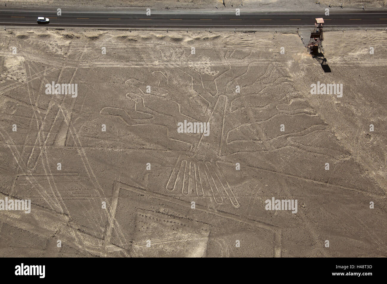 Peru, Nazca-Linien, Baum, Stockfoto