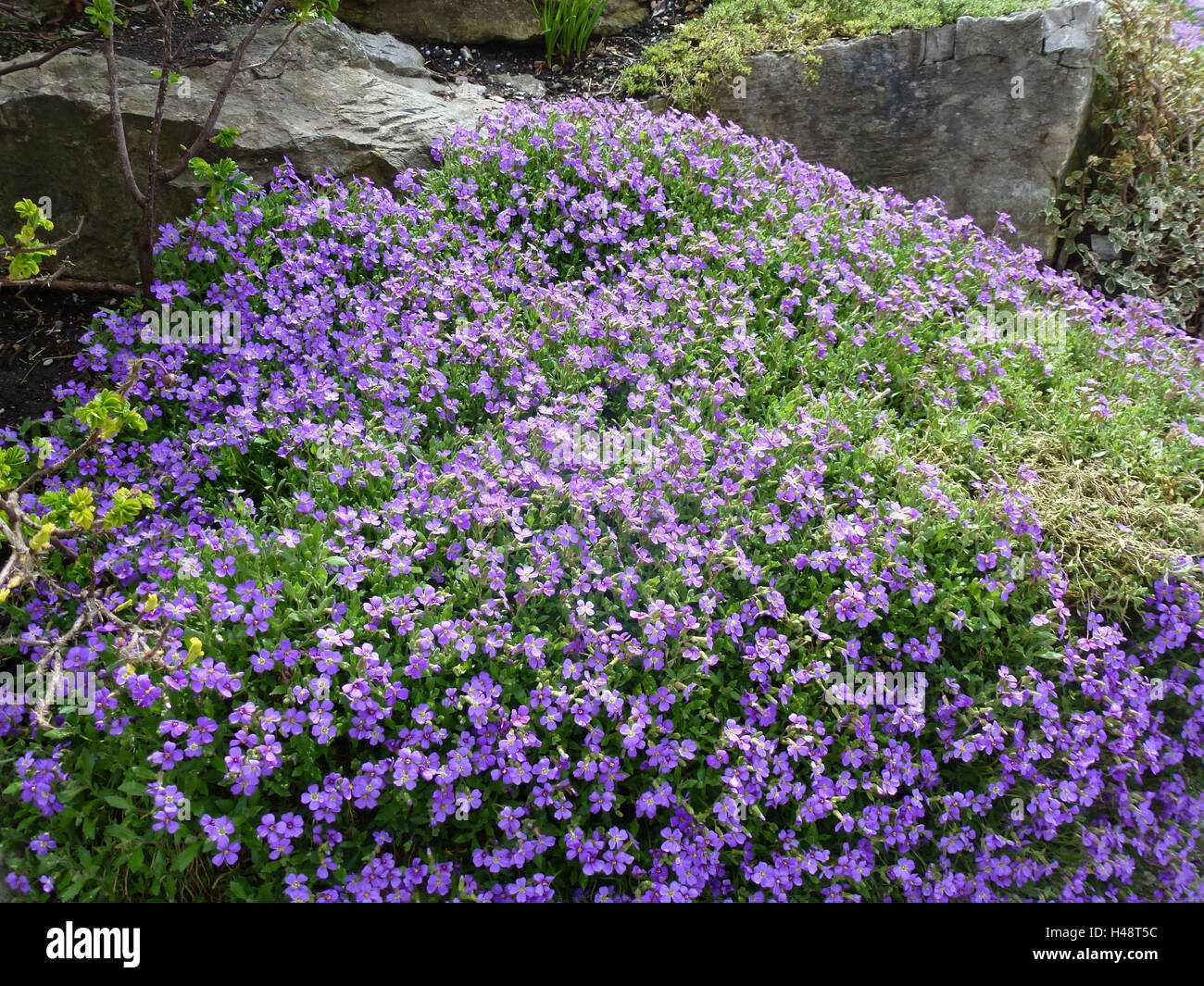 Stein, Garten, Blumenteppich, blaue Kissen, Aubrieta Deltoidea, Stockfoto