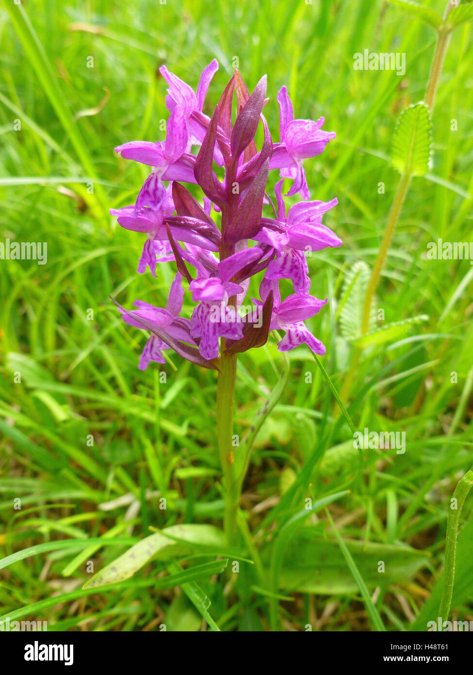Orchis, heimischen Orchideen auf einer Wiese im Werdenfelser Land, mit