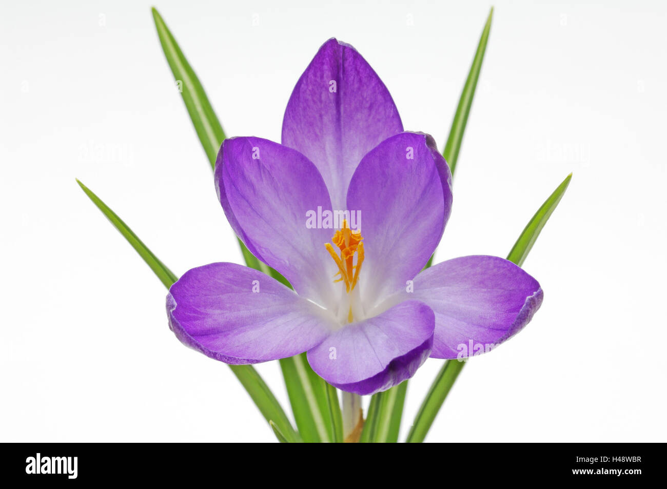 Frühlings-Krokus Crocus Albiflorus, Blume Stockfoto