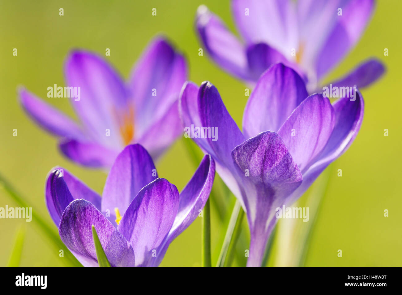 Frühlings-Krokus Crocus Albiflorus, Blume Stockfoto