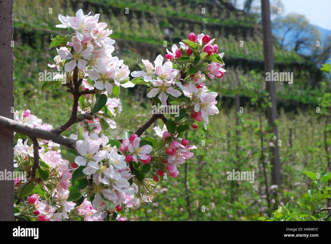 Italien, Südtirol, Algund, Apfel-Plantagen, Zweig, Blüten, Frühling, Vinschgau, Bergregion, die Ferienregion, Obst Terrassen, Berghang, Apfel-Plantagen, Obstplantage, Obstanbau, Bäume, Obstbäume, Apfelbäume, Baum, Apfelblüte, Apfelbaum, Blüte, mittlere Nahaufnahme Stockfoto