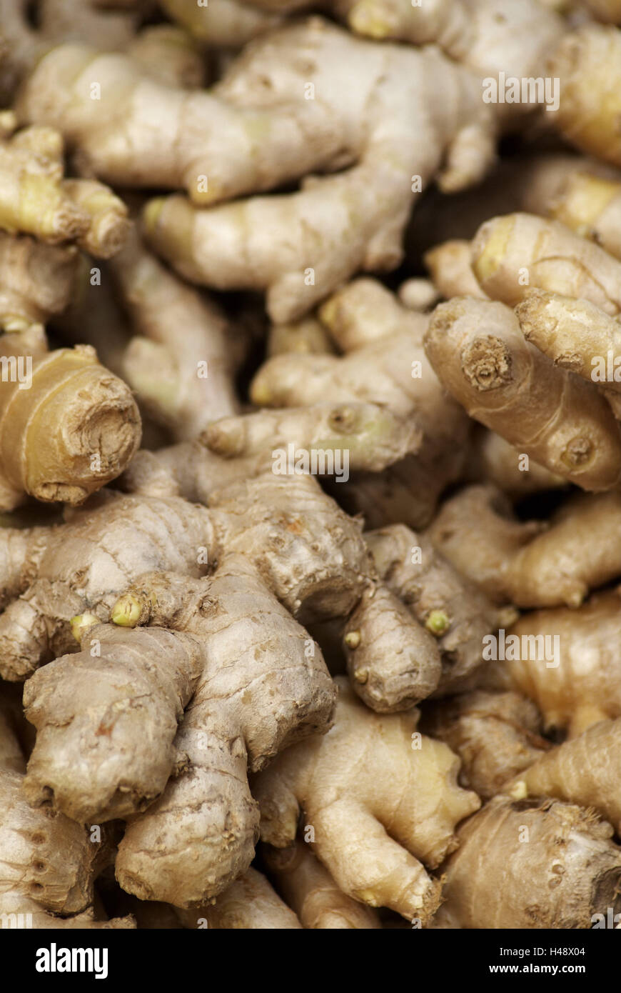 Ingwer-Knötchen, Ingwer, Zingiber Officinale, Rhizoma Zingiberis, Zingiberaceae, Knötchen, braun, Stockfoto