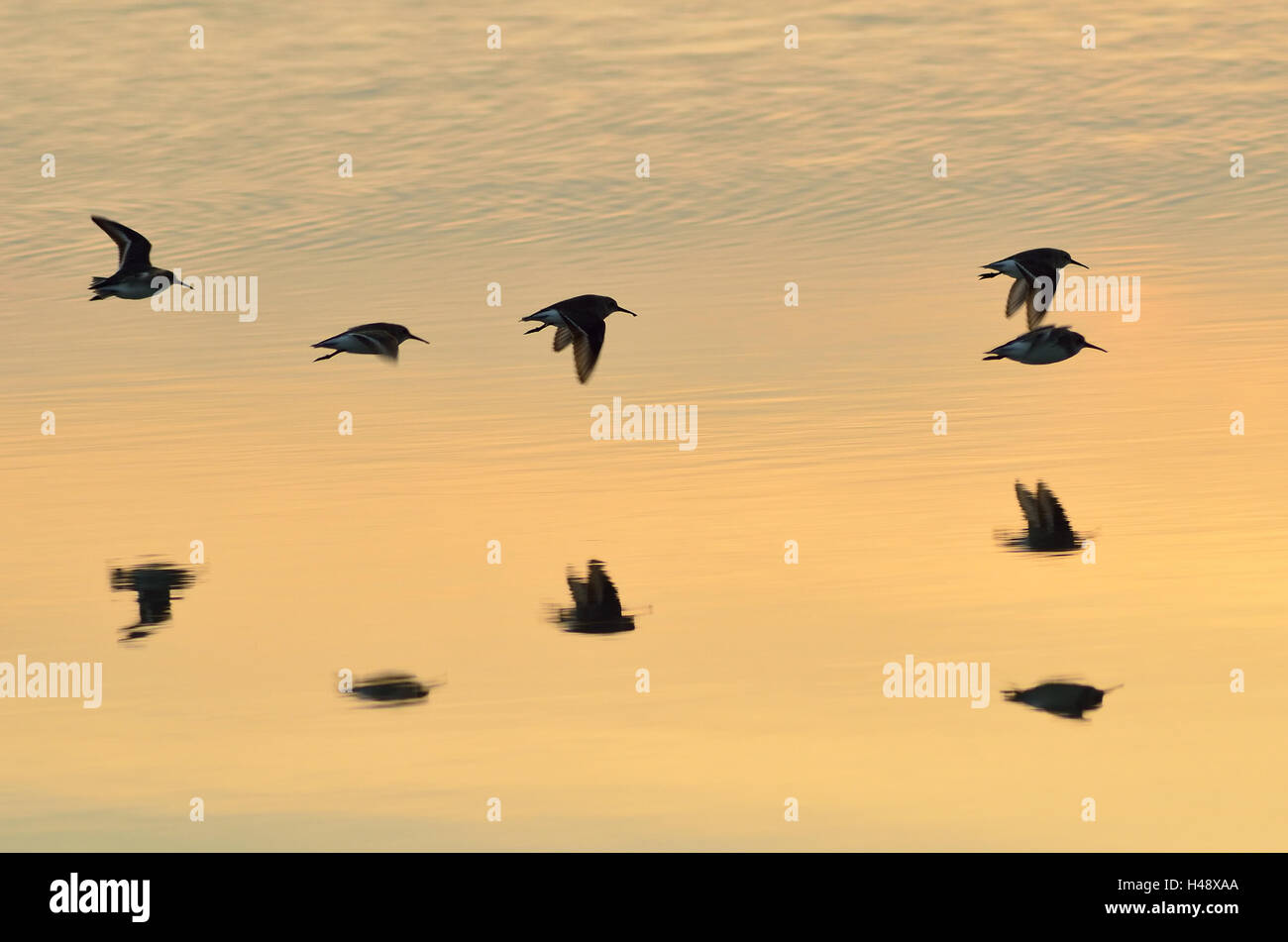 Calidris Ferruginea in den Salinen von Cervia, Italien, im Sommer Stockfoto