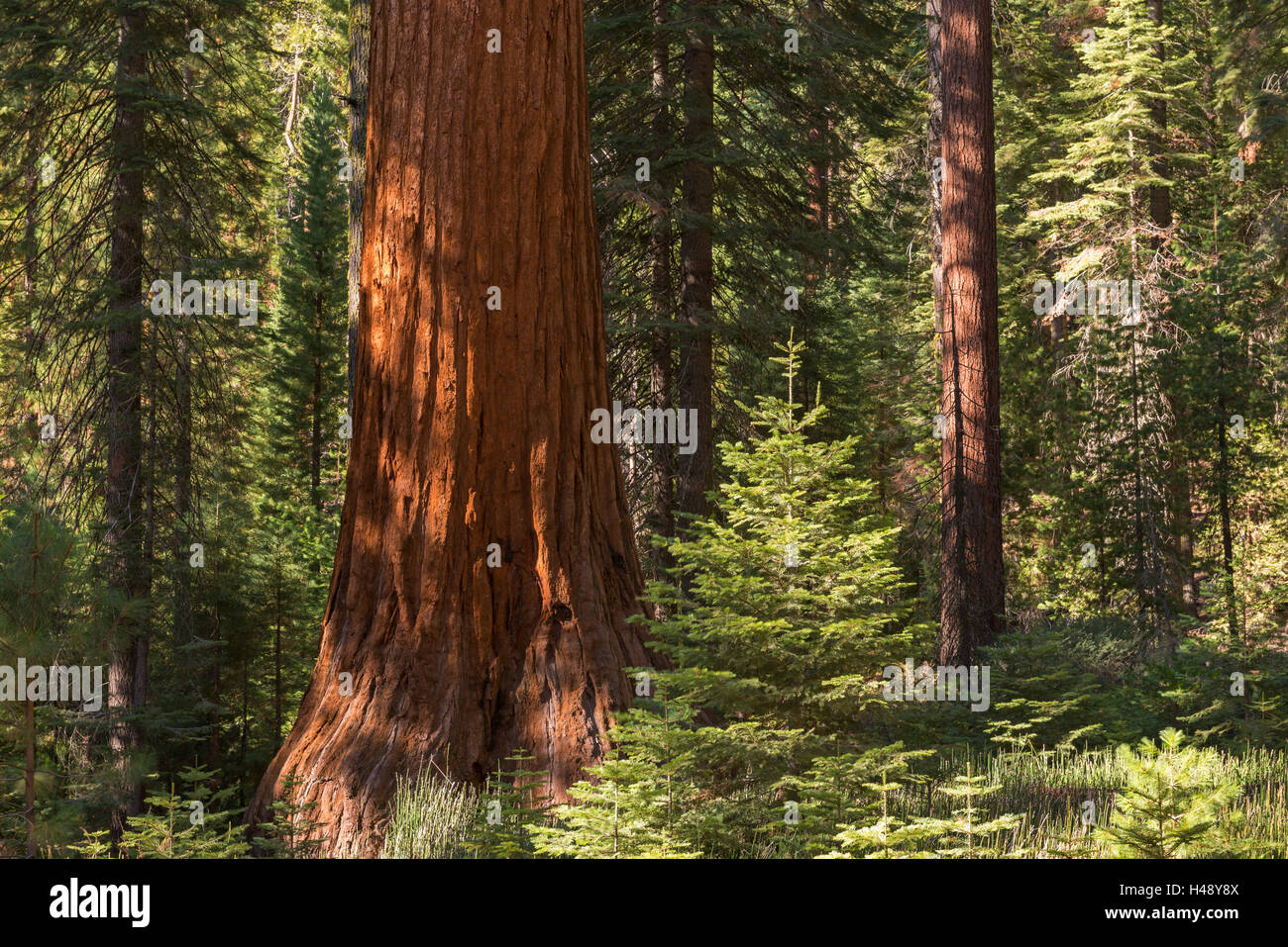 Riesenmammutbaum (Sequoiadendron Giganteum) in einem sonnendurchfluteten Wald, Mariposa Grove, Yosemite-Nationalpark, Kalifornien, USA. Herbst) Stockfoto