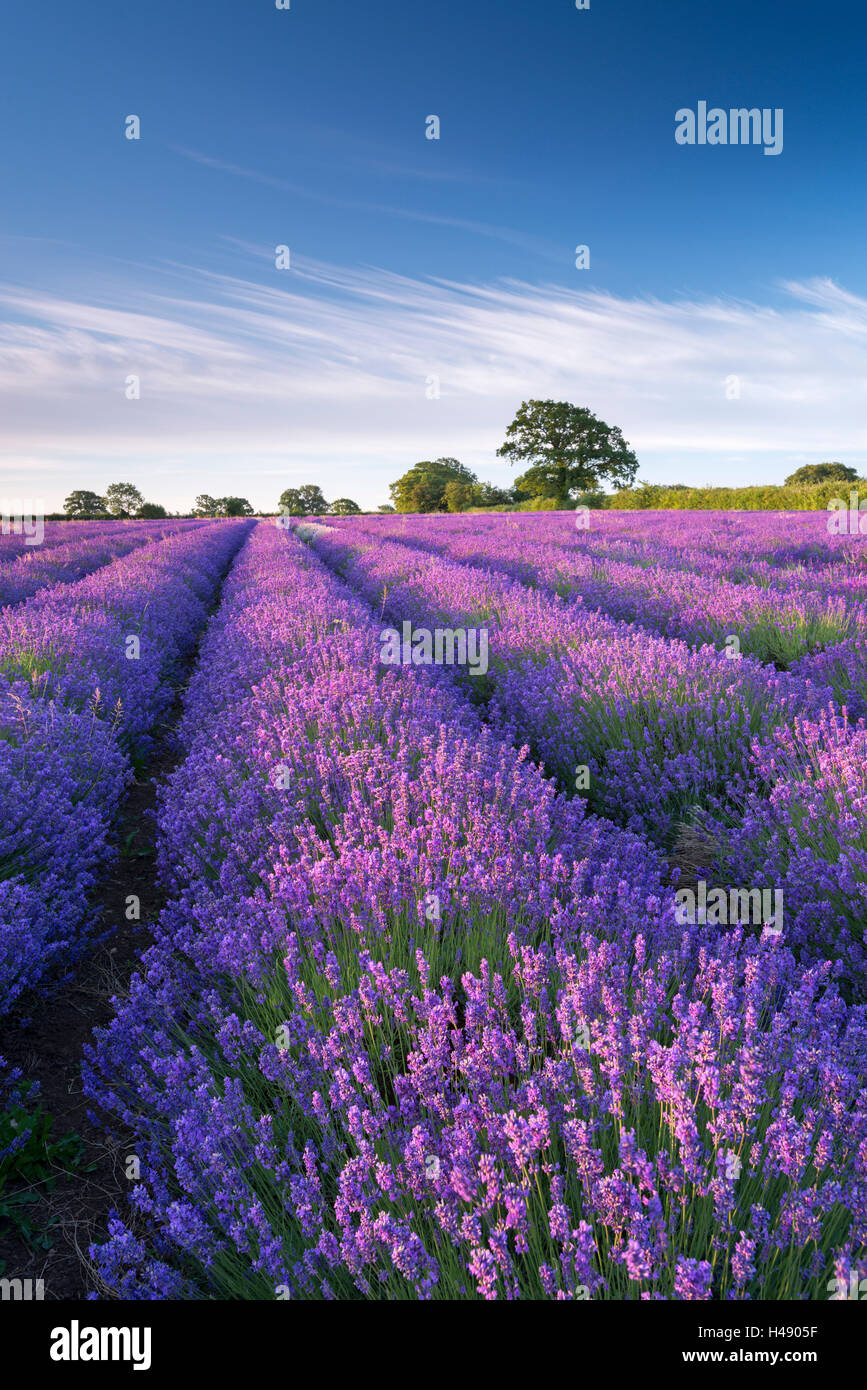 Lavendel-Feld in Blume, Faulkland, Somerset, England. (Juli) im Sommer 2014. Stockfoto