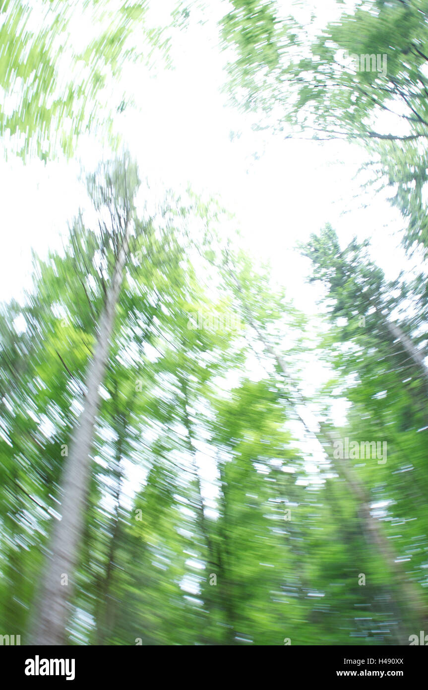 Baumkrone, von unten, Motion Blur, Stockfoto