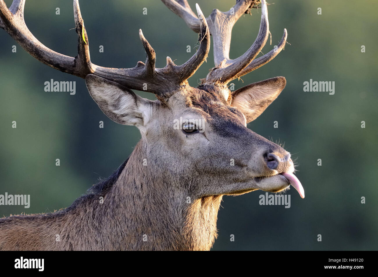 Roter Hirsch, Cervus Elaphus, Zunge, Rau Passagen, bei Seite, Porträt, Holz, Rotwild, Rehe, Großwild, wildes Tier, Tier, Aufmerksamkeit, Spaß, Humor, Geweih, Hirschgeweih, Tier Portrait, gewellt, Natur, Stockfoto