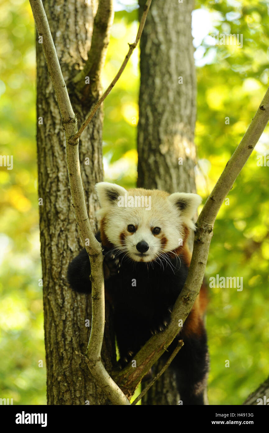 Roter Panda Ailurus Fulgens, Zweige, Vorderansicht, Klettern, Blick in die Kamera, Stockfoto