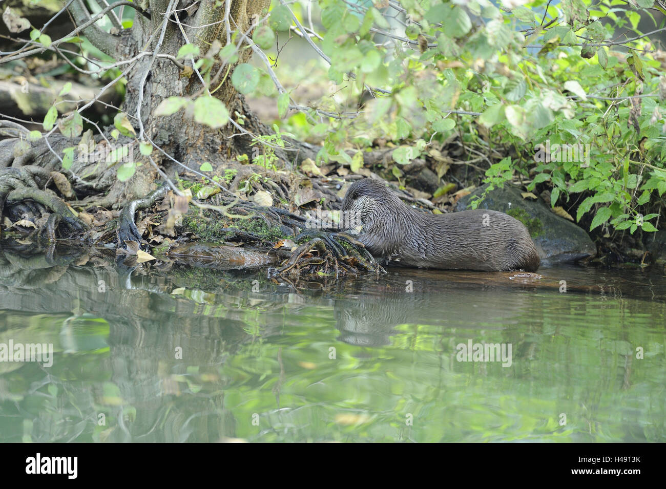 Europäischen Fischotter Lutra Lutra, Ufer, Wasser, liegend, Seitenansicht, Landschaft, Stockfoto