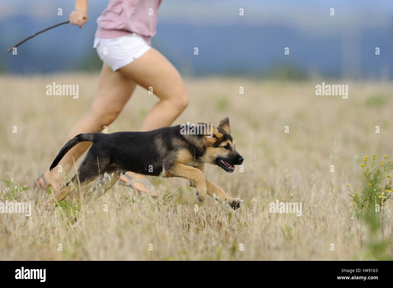 Hund, Welpe, Füße, Frau, Getreidefeld Lauf, an der Seite, Stockfoto