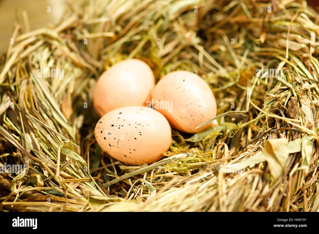 drei Eiern im Nest, Stockfoto