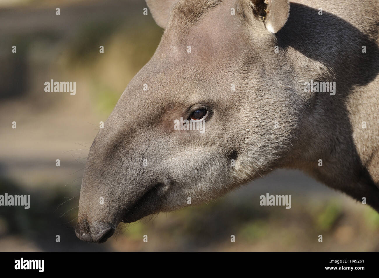 Schlichte Tapir, Porträt, mittlere Nahaufnahme, Tapir, uncloven-Ursäuger Tier, Säugetier, wildes Tier, Natur, Tier, Tier Welt, draußen, Nahaufnahme, Wirbeltier, Zoo, Zoo-Tier, Tier Porträt, Verhalten, sorgfältig, an der Seite, Vorschau, Kopf, Blick, Blick, Stockfoto