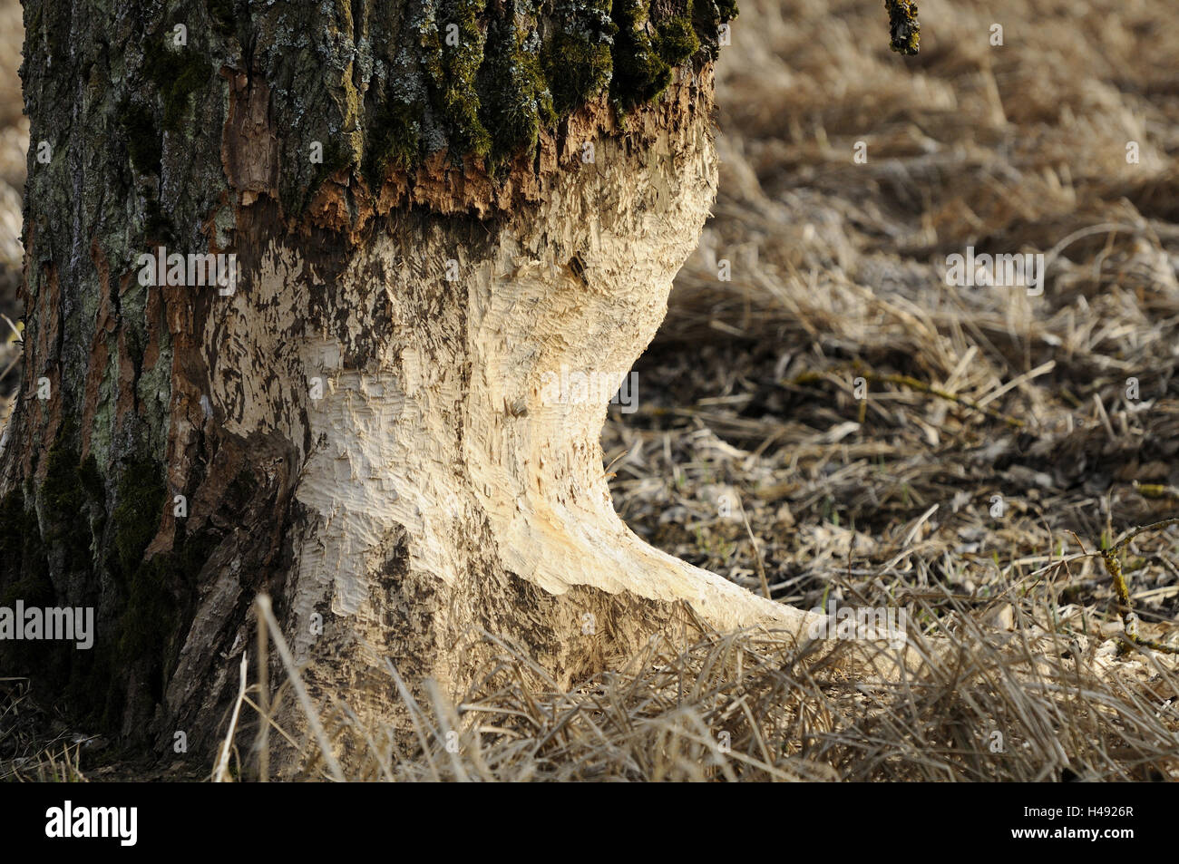 Biber Essen, Schwarz-Pappel, mittlere Nahaufnahme, Biber, Holzarbeiten, unterdrückt, Pappel, Schwarzpappel, Weide Pflanze, Baum, Stamm, Pflanze, Natur, draußen, Botanik, Flora, zerfressen, Stockfoto