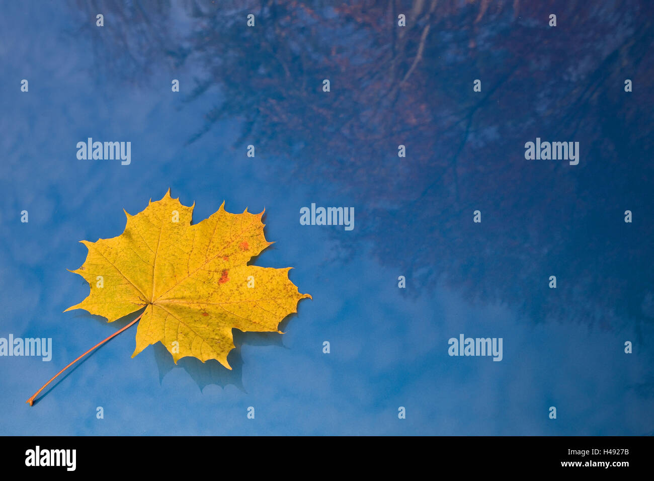 Herbstlaub, Blatt auf blauem Grund, Stockfoto