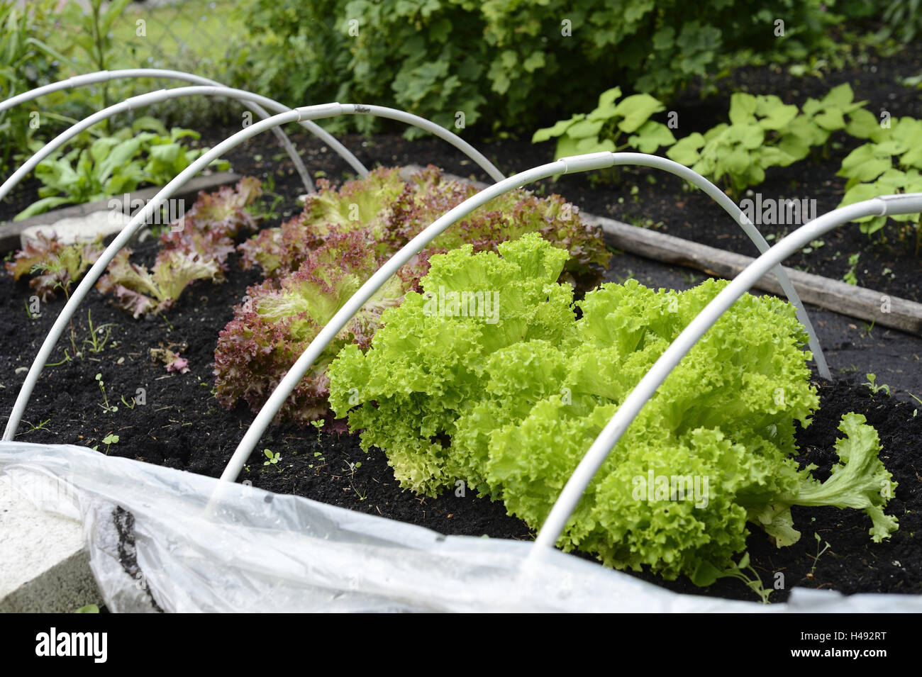 Lollo Bionda, Lollo Rosso Salat, Bearbeitung Salat, Lactuca Sativa var. Crispa, Stockfoto