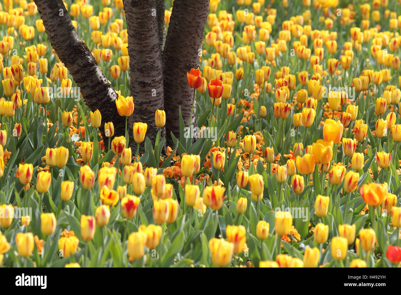 Tulpenfeld, Stockfoto