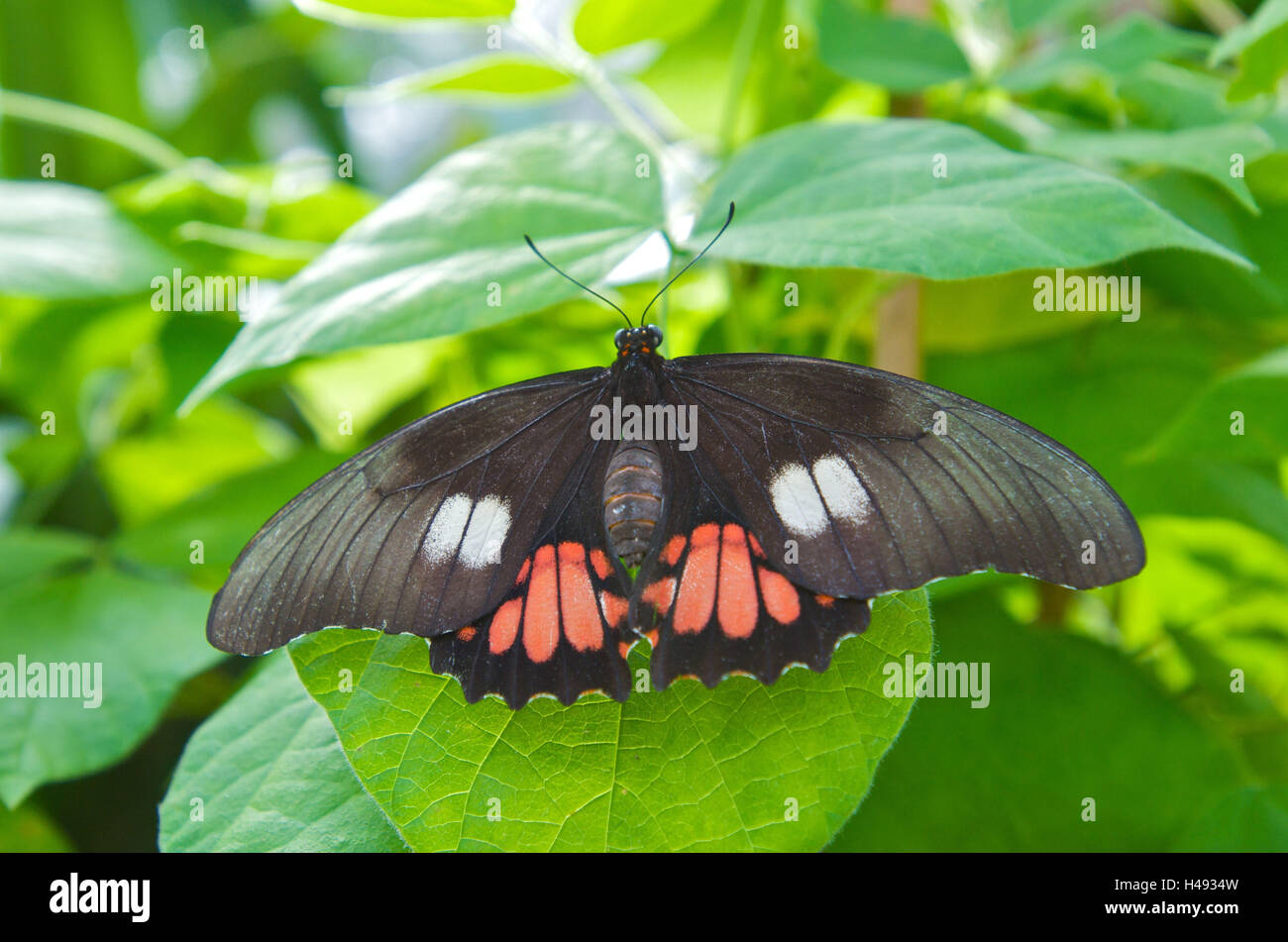 Schmetterling, rot, schwarz, Blätter, Flügel verteilt, Stockfoto