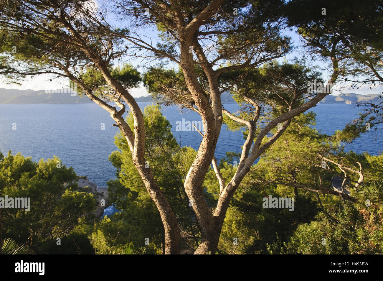 Halbinsel Victoria, Blick auf Bucht von Pollenca, Kiefer, Mallorca, Spanien, Stockfoto