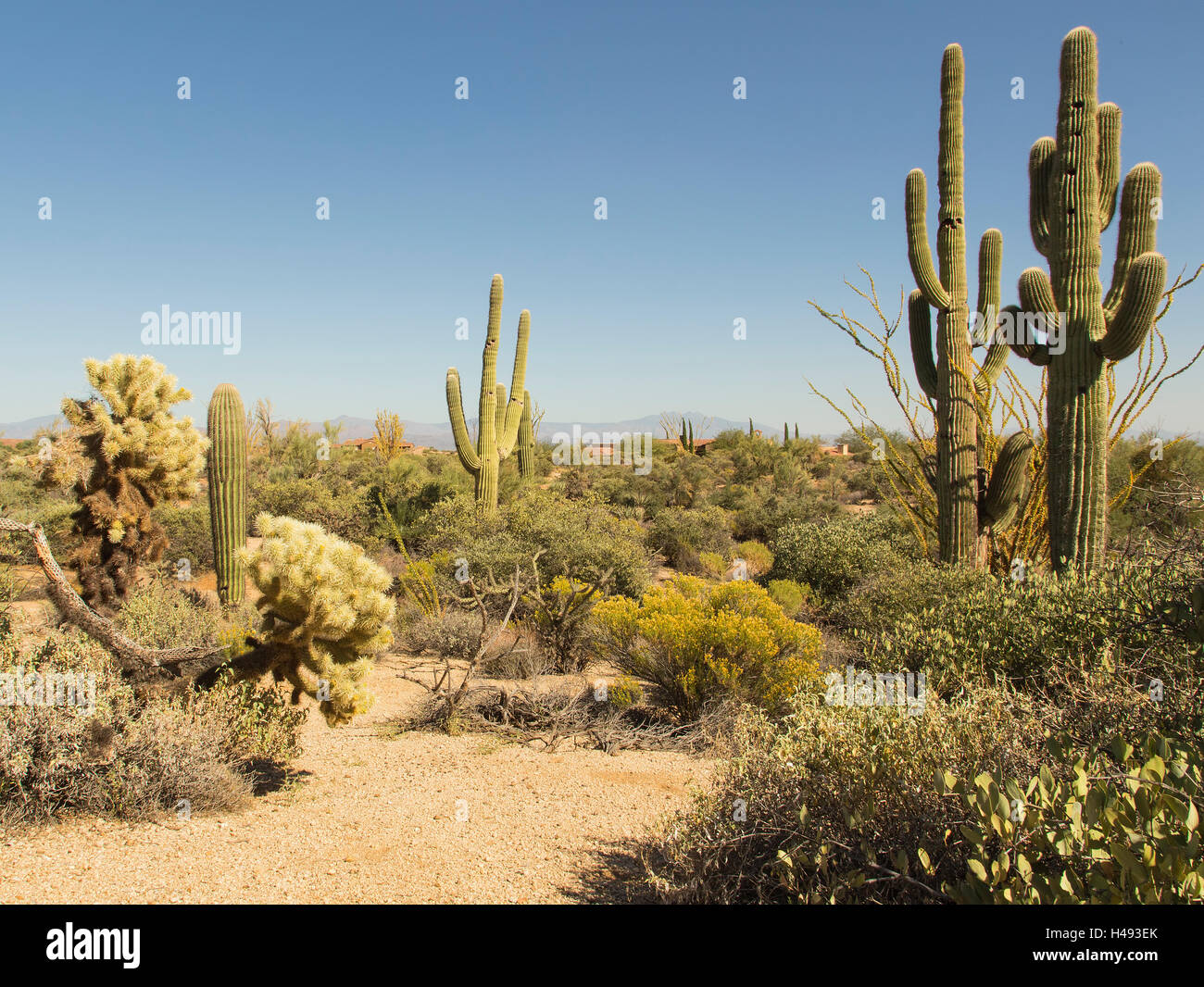 Saguaro Kaktus in Scottsdale, Arizona Desert Stockfoto