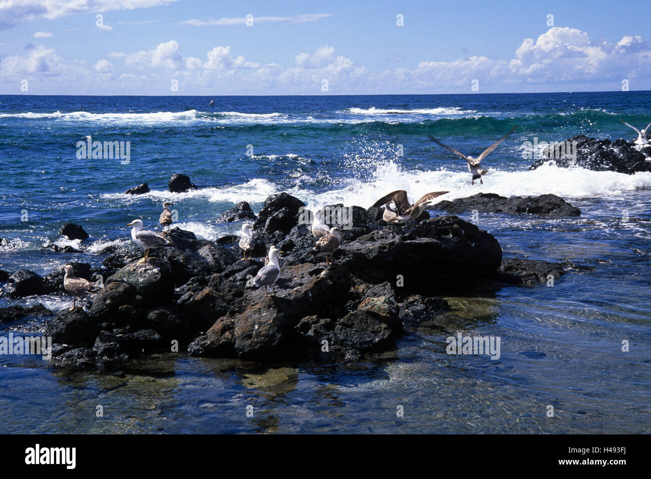 Spanien, Kanarische Inseln, El Cotillo, Möwen, Meer, Felsen, silberne Möwen, große Möwe, die Kanarischen Inseln, Insel, Fuerteventura, Lava Galle Klumpen, Rock, Wellen Meer, Meer, Atlantik, Hafen, Bucht, maritime, Vogel, See, Horizont, Stockfoto