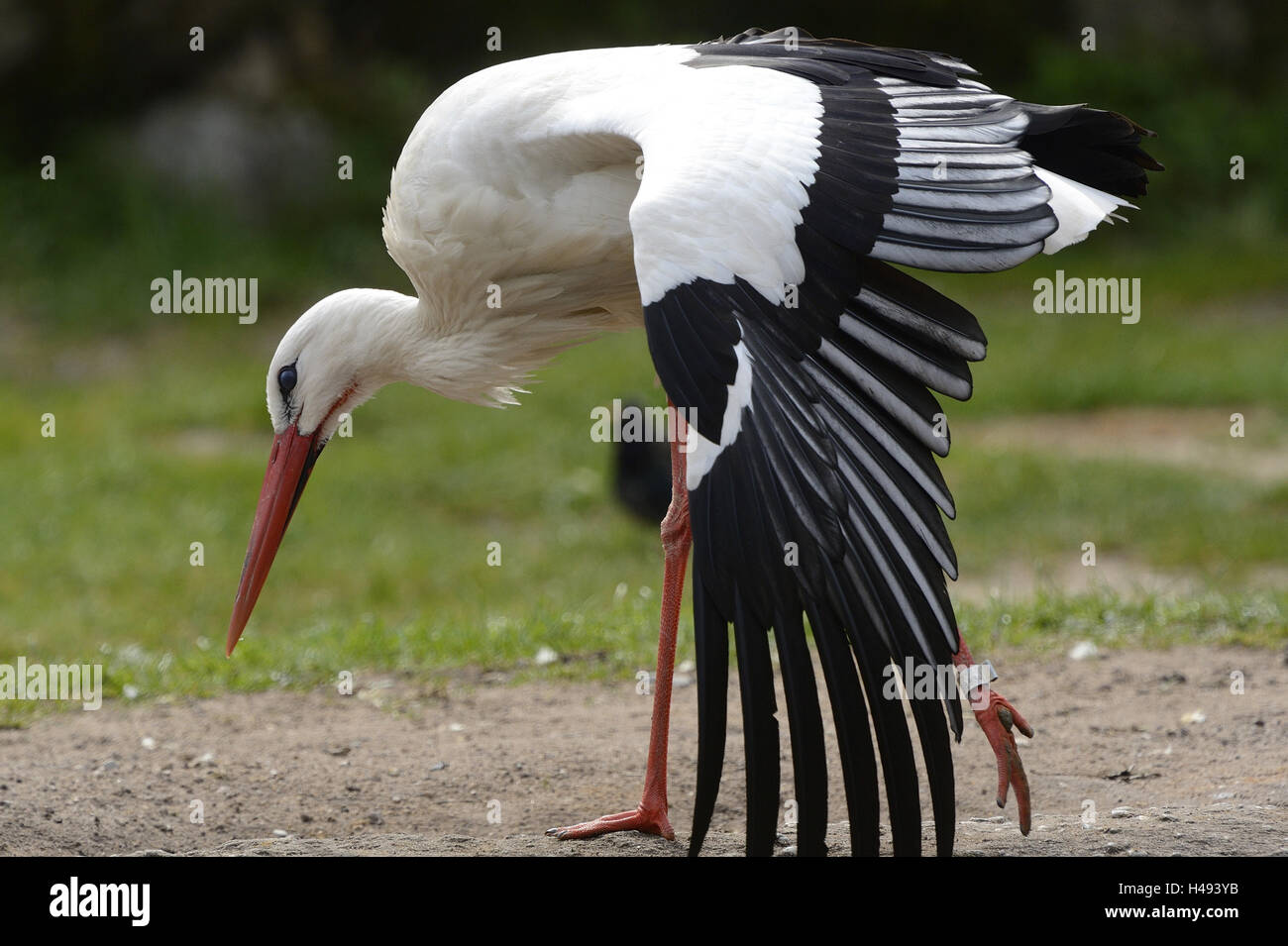 Weißer Storch, Ciconia Ciconia, Seitenansicht, stehend, Stockfoto