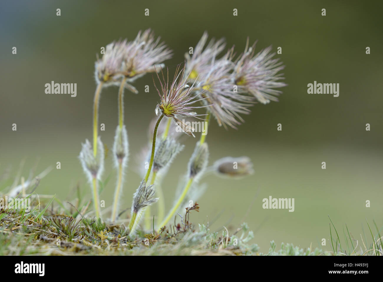 Gemeinsamen Pasqueflowers, Pulsatilla Vulgaris, Dane es Mischlinge, Stockfoto