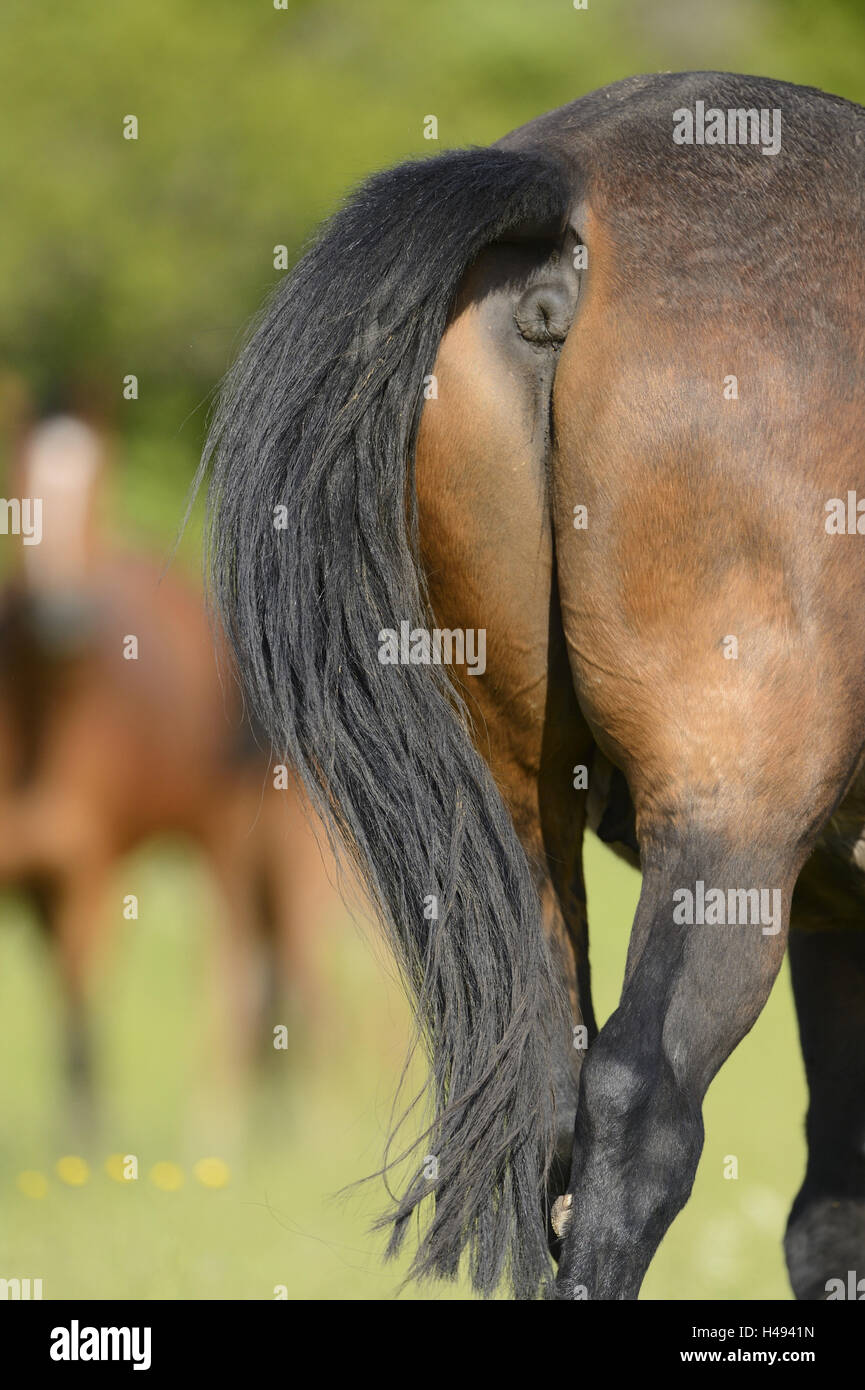 Pferd, Tail, Detail, Rückansicht, Stockfoto
