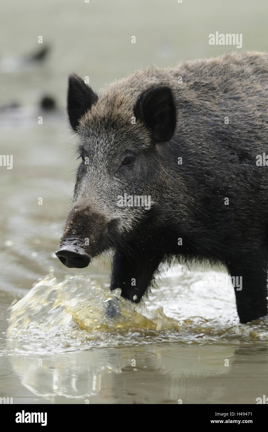 Wildschwein, Sus Scrofa, Bache, Wasser, Kreuzung, Stockfoto