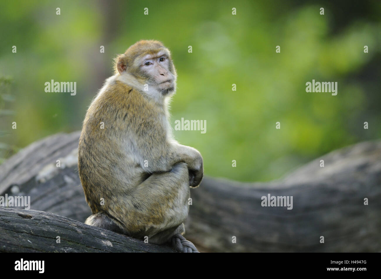 Berberaffe, Macaca Sylvanus, Blick in die Kamera, Stockfoto