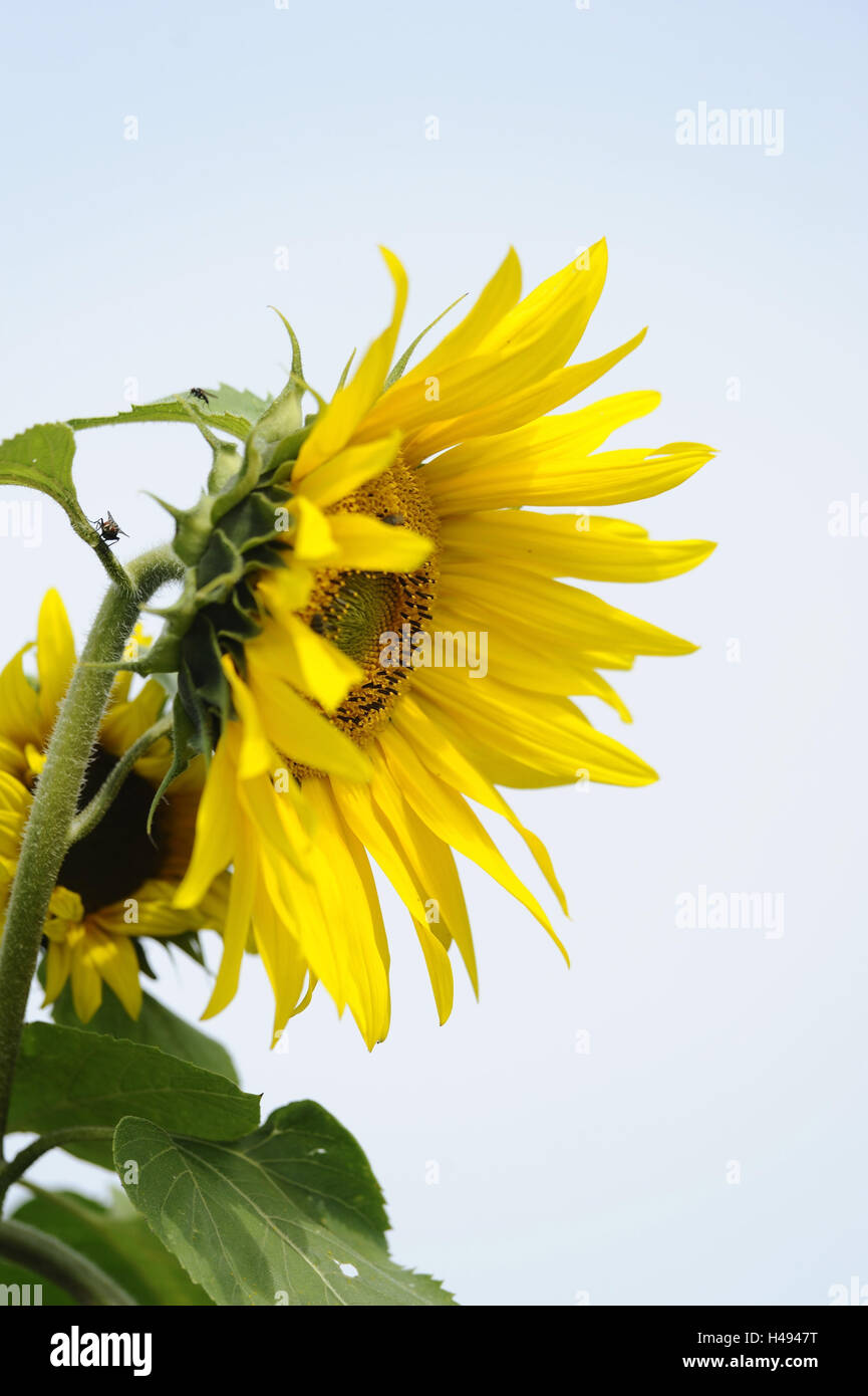 Sonnenblume, Helianthus Annuus, Stockfoto