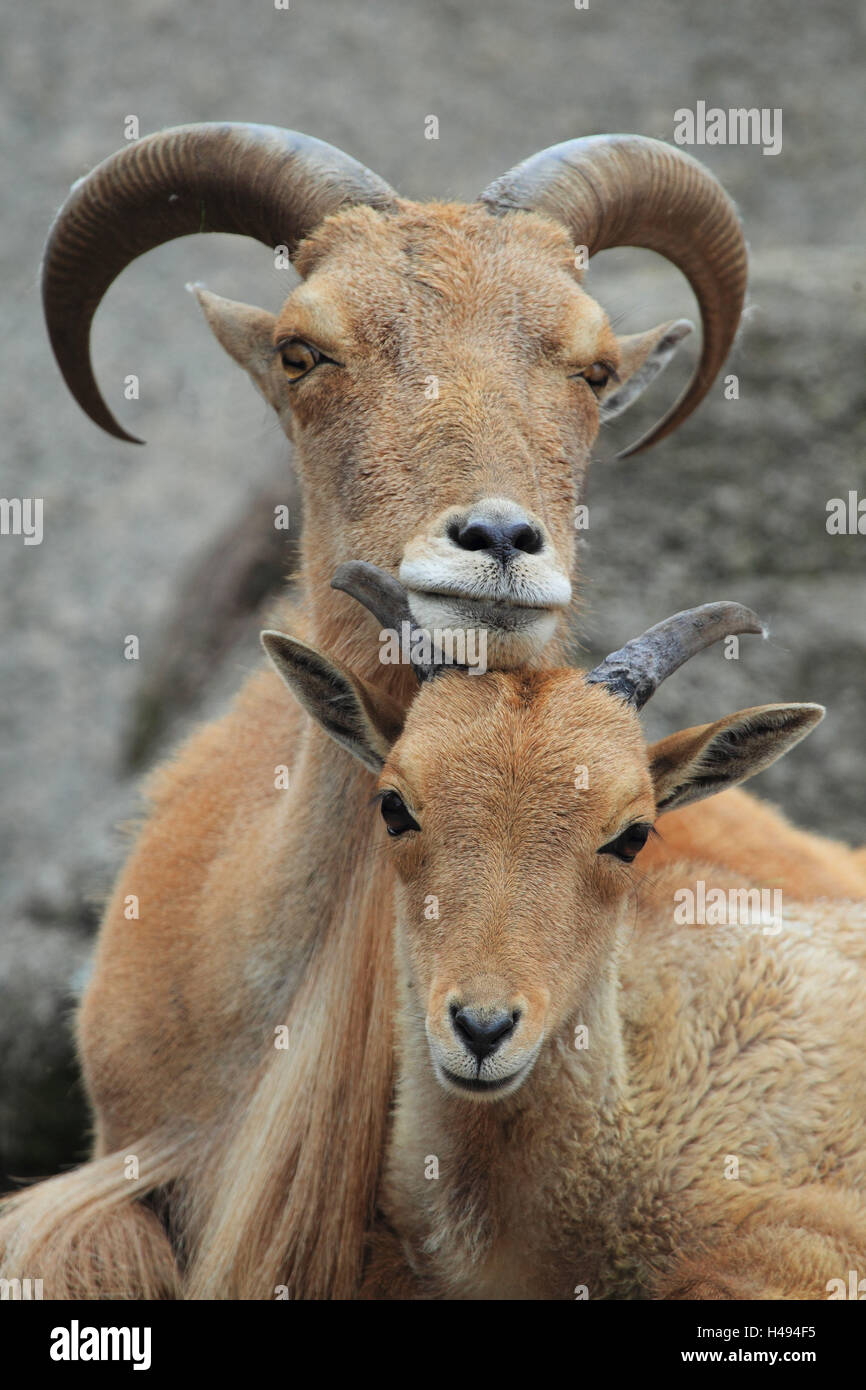 Mähnenspringer, Stockfoto