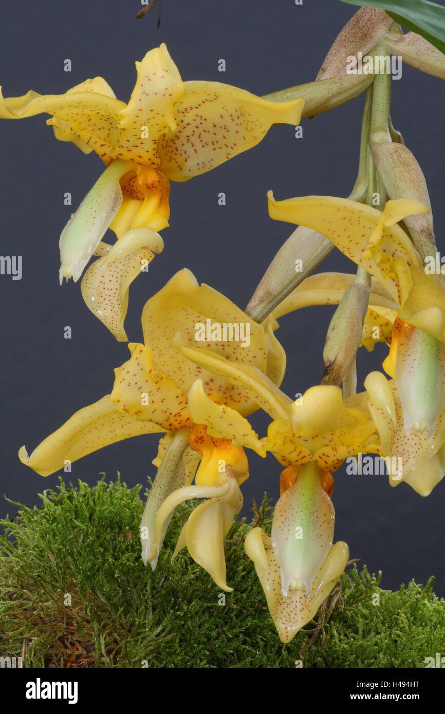 Orchideen blühen, Stanhopea Gravedens, Stockfoto