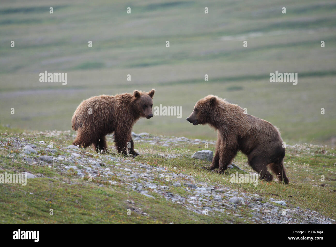 Grizzly-Bären, Jungtiere, zwei, Wiese, spielen, Stockfoto