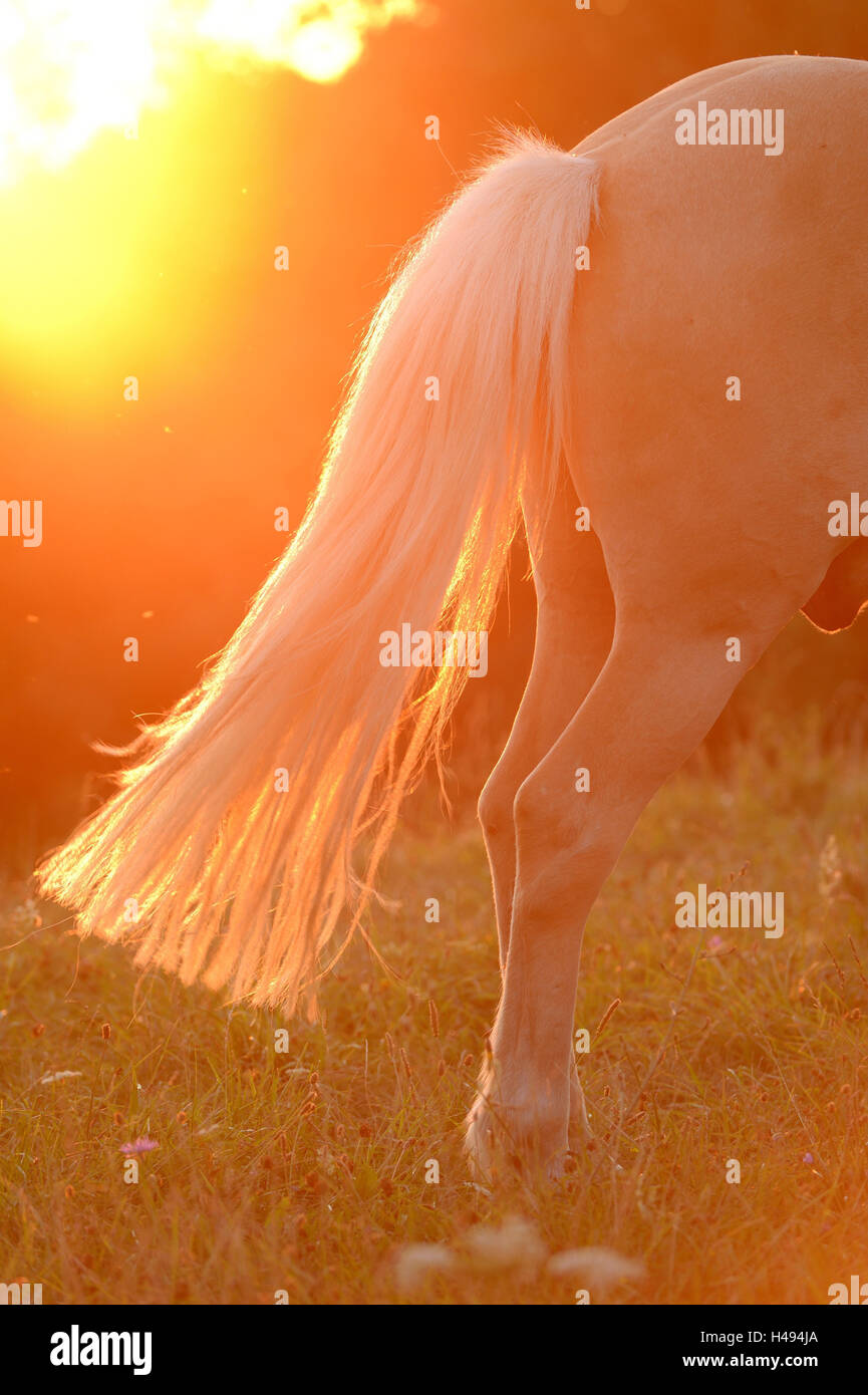 Pferd, Islandpferd, Tail, Detail, Seitenansicht, Stockfoto