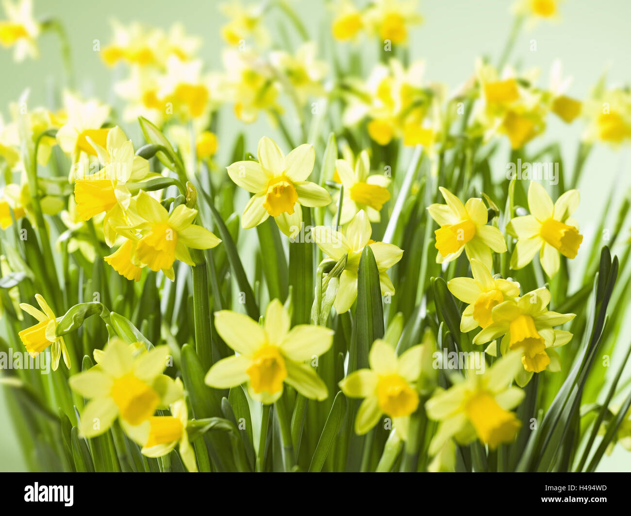 Gelbe Narzissen Narcissus Pseudonarcissus, Stockfoto