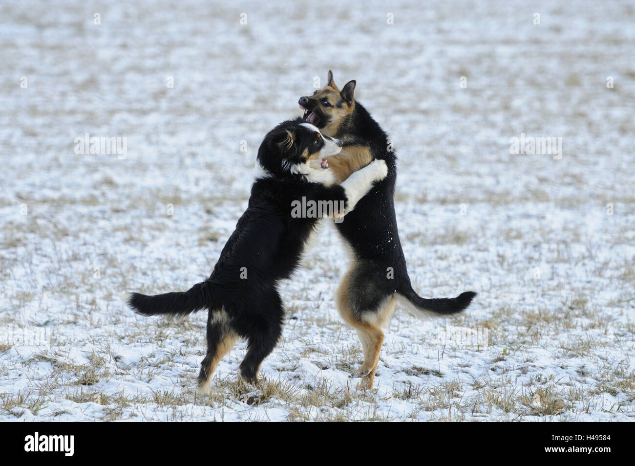 Junge Hunde, kämpfen, Stockfoto